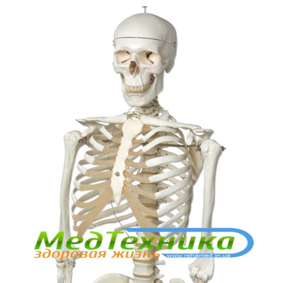 Стандартная модель скелета человека «Стэн»