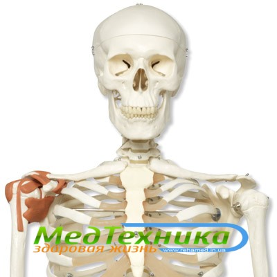 Модель скелета человека «Лео» с суставными связками