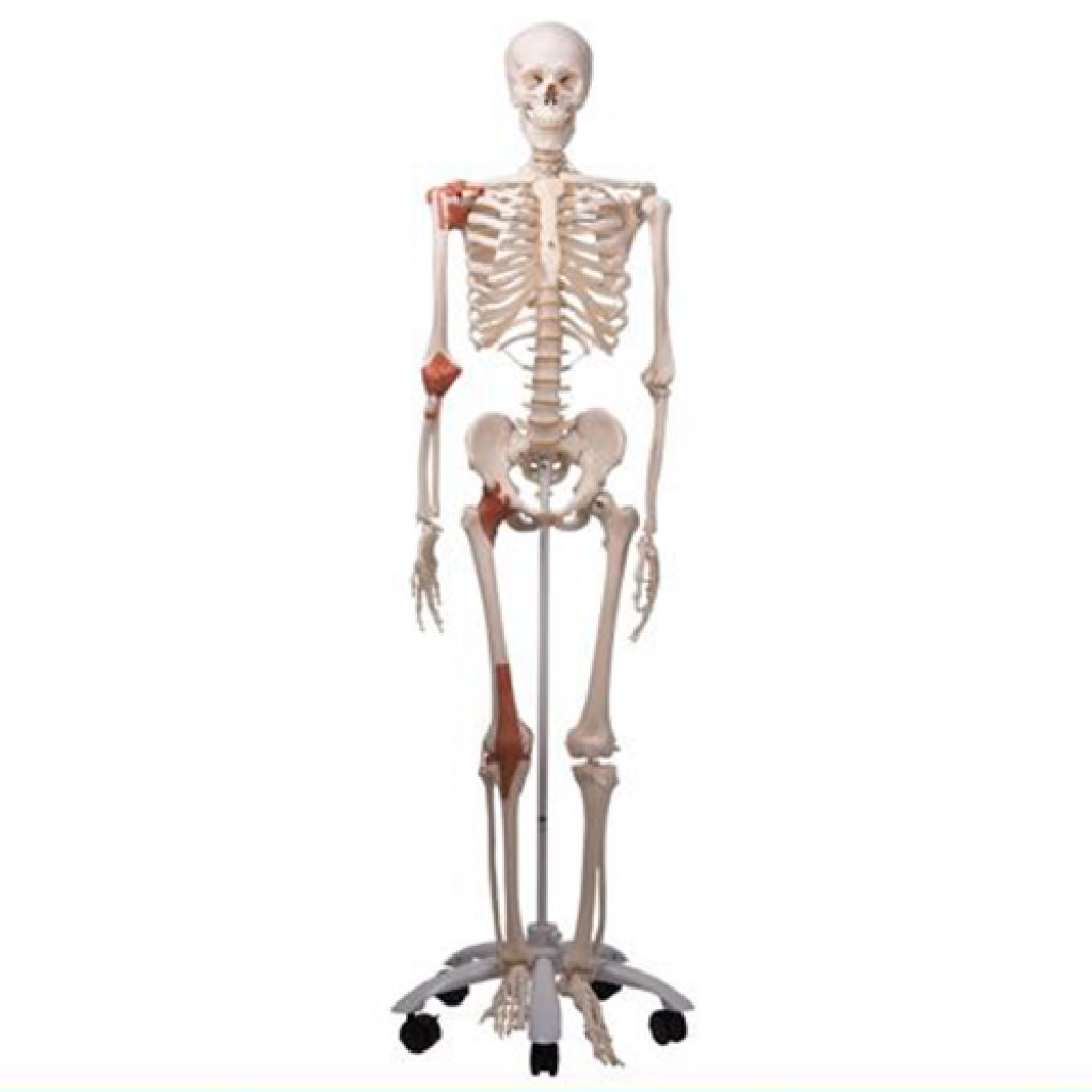 Модель скелета людини «Лео» із суглобовими зв’язками 
