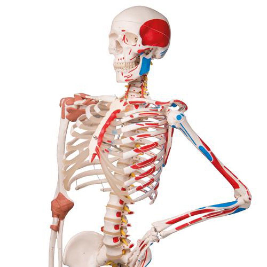 Специальная модель скелета человека «Сэм»